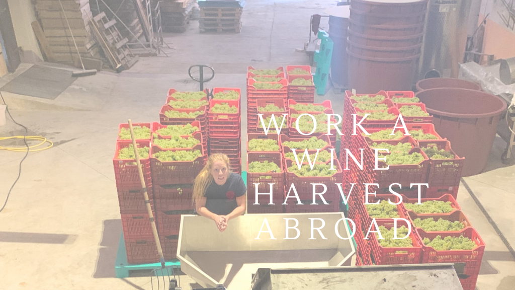 Working a Wine Harvest Abroad